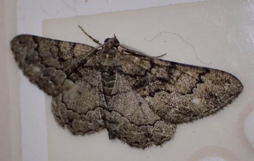 Réf. 209 749 : Peribatodes ilicaria
